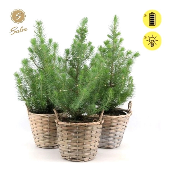 <h4>Pinus pinea 'Silver Crest' P17 in Basket + Lights</h4>