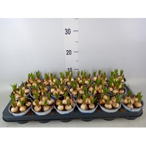 Muscari  'Big Smile'