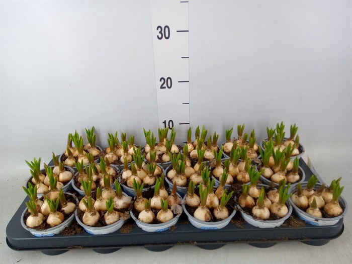 <h4>Muscari  'Big Smile'</h4>