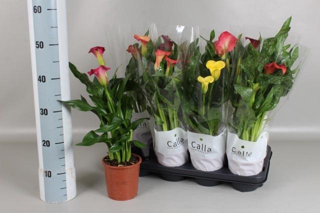 <h4>ZANT GEM 4 KL</h4>