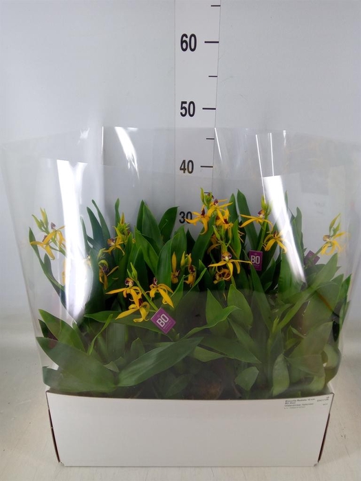 <h4>Orchideeen   ...</h4>