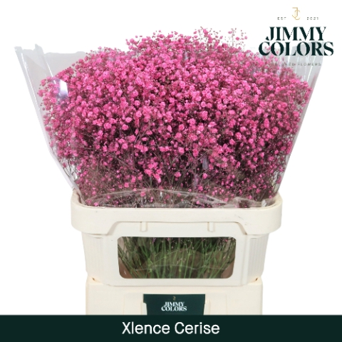 <h4>Gyps Xlence L80 Cerise</h4>