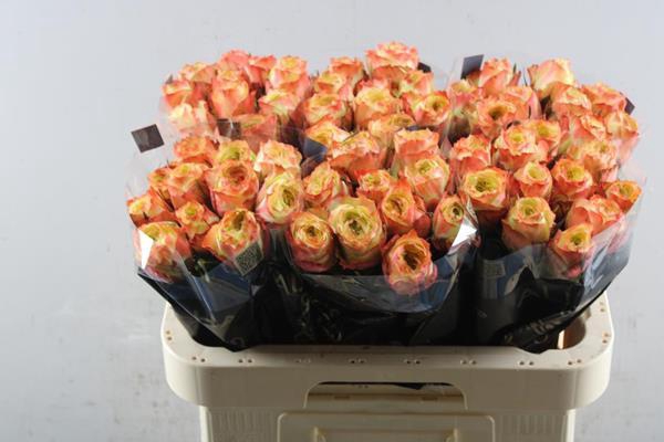 <h4>R Gr Adventure L 60</h4>