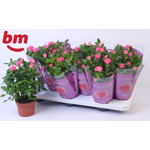 Rosa Sparkling Jewel Beau Monde Dark Pink(10,5 cm)