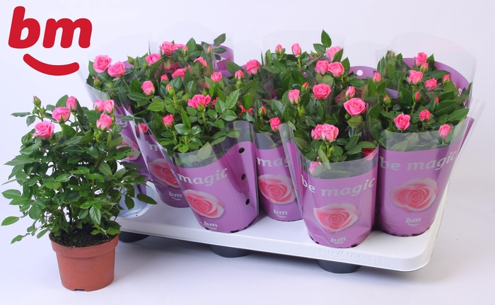 <h4>Rosa Sparkling Jewel Beau Monde Dark Pink(10,5 cm)</h4>