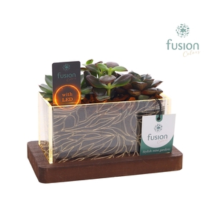 Acryl bakje LED rechthoek met Succulent