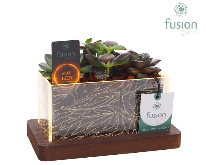 <h4>Acryl bakje LED rechthoek met Succulent</h4>