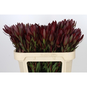 Leucadendron Saf Sunset Dark R.Spray