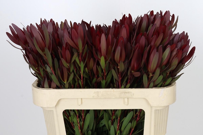 <h4>Leucadendron Saf Sunset Dark R.Spray</h4>