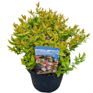 Abelia grand. 'Kaleidoscope'