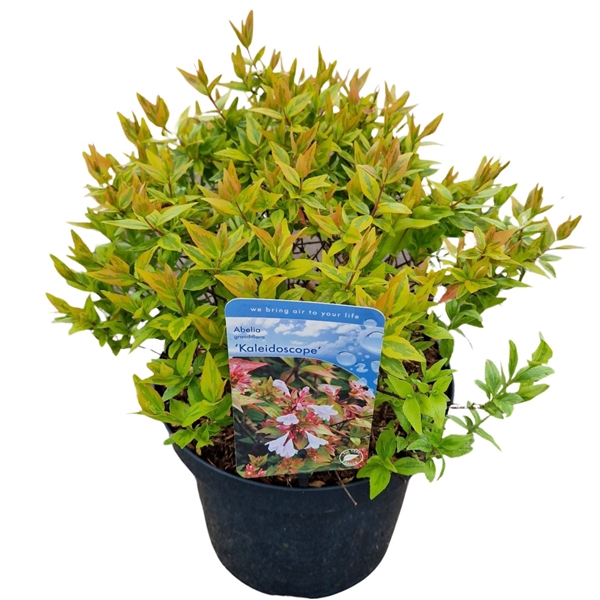<h4>Abelia grand. 'Kaleidoscope'</h4>