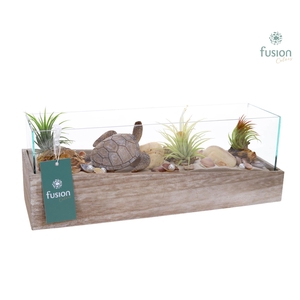 Aquarium Medium Maritiem met Tillandsia Air plants