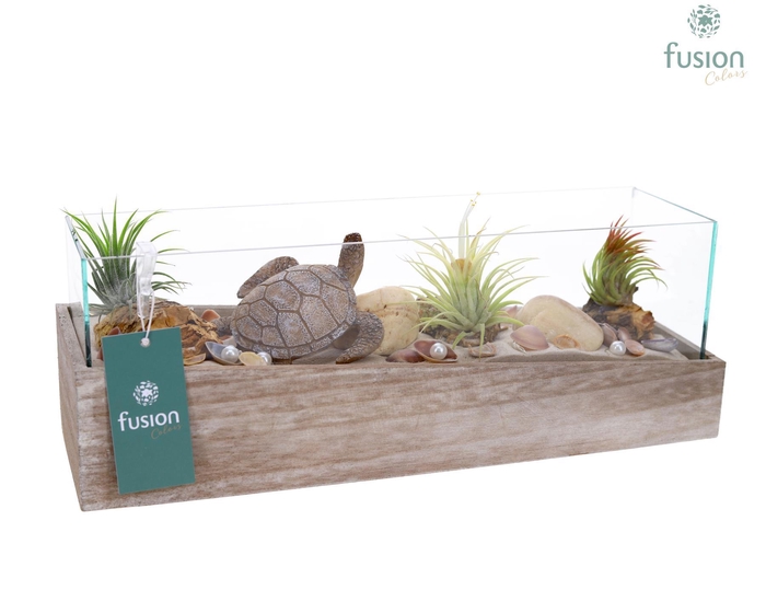 <h4>Aquarium Medium Maritiem met Tillandsia Air plants</h4>