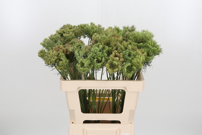 <h4>Daucus Carota Zaad</h4>