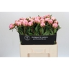 Paeonia Sarah Bernhardt