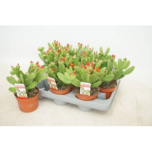 OPUNTIA