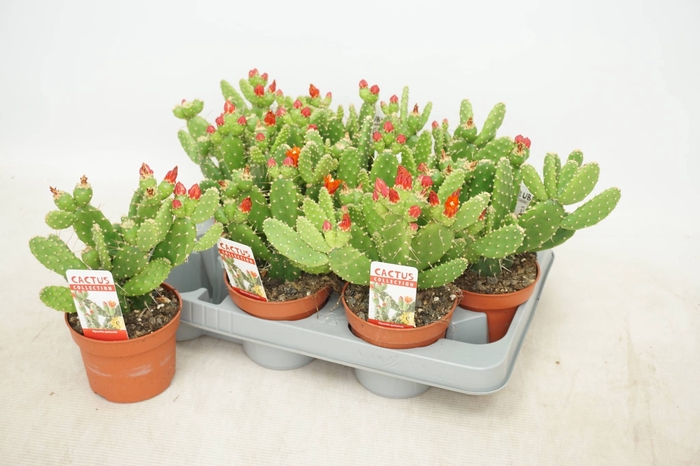 <h4>OPUNTIA</h4>