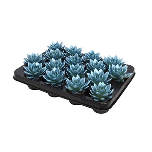 Echeveria coloured metallic blue