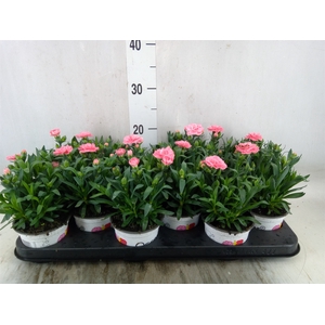 Dianthus  'Oscar Pink'