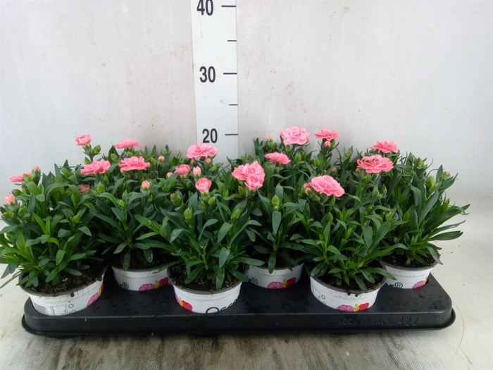 <h4>Dianthus  'Oscar Pink'</h4>