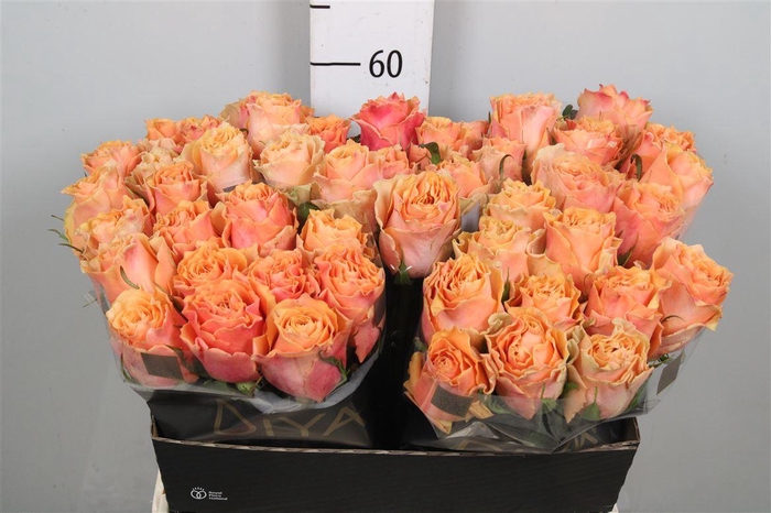 <h4>R Gr Carpe Diem+</h4>