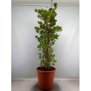 Crassula ovata