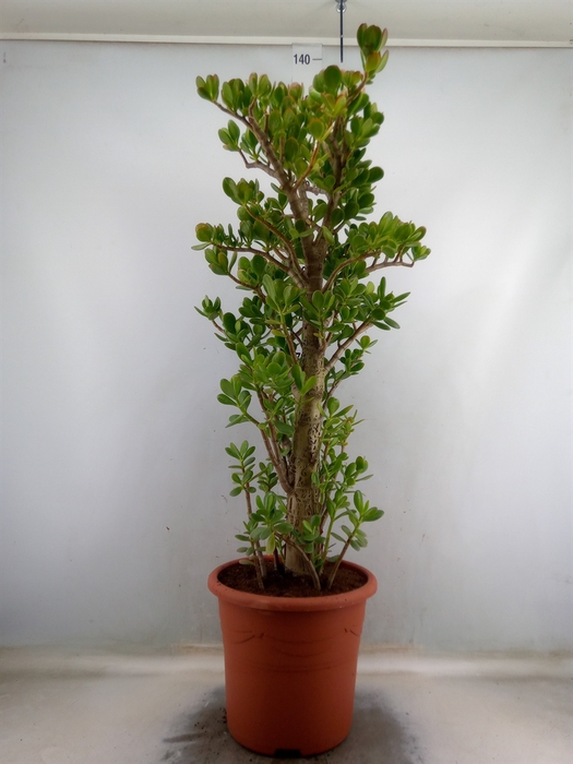 <h4>Crassula ovata</h4>