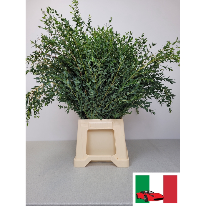 <h4>EUC PARVIFOLIA PB</h4>