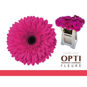 Gerbera Madeira Water