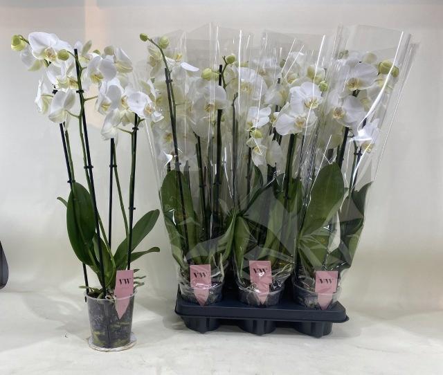 <h4>PHAL OV WIT</h4>