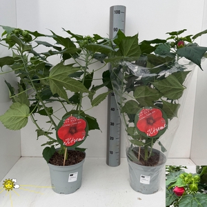 HIBIS M OAK RED