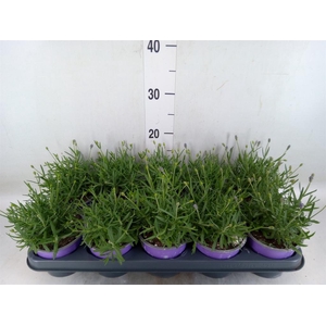 Lavandula angus. 'Essence Pure'