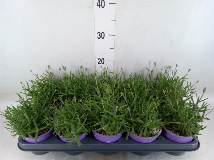 <h4>Lavandula angus. 'Essence Pure'</h4>