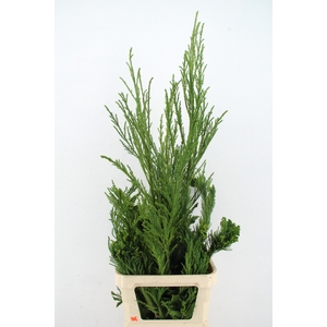 CRYPTOMERIA CRIST HEAD+WHIP