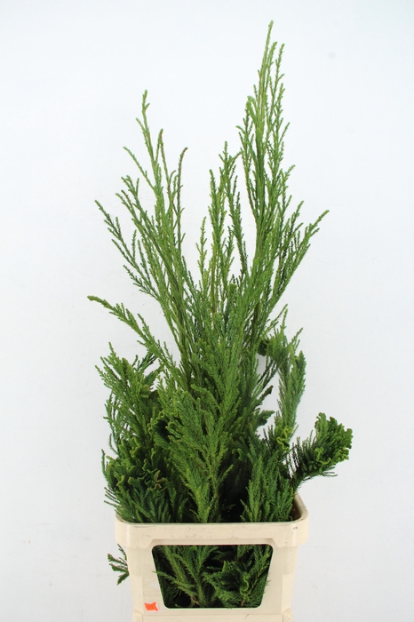 <h4>CRYPTOMERIA CRIST HEAD+WHIP</h4>
