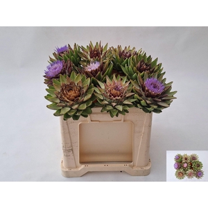 CYNARA SC GREEN GLOB