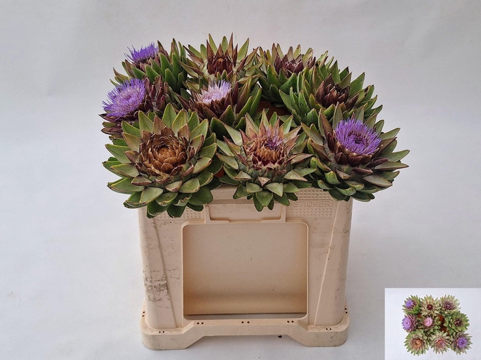 <h4>CYNARA SC GREEN GLOB</h4>