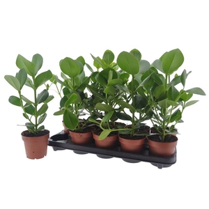 Clusia rosea Princess 12Ø 40cm 1pp