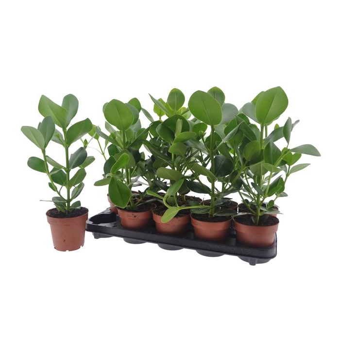 <h4>Clusia rosea Princess 12Ø 40cm 1pp</h4>