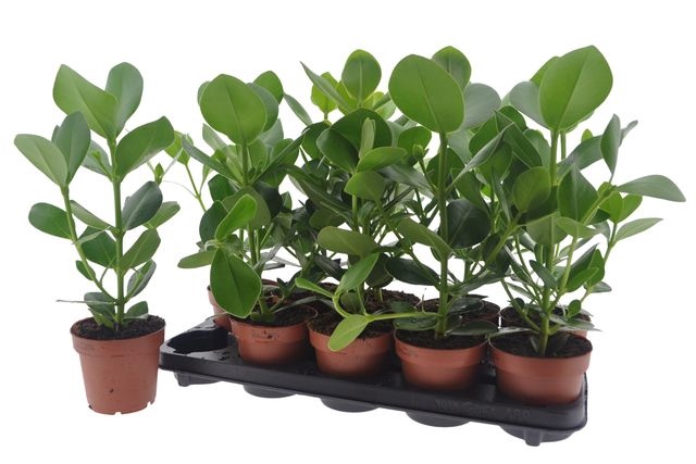 Clusia rosea Princess 12Ø 40cm 1pp