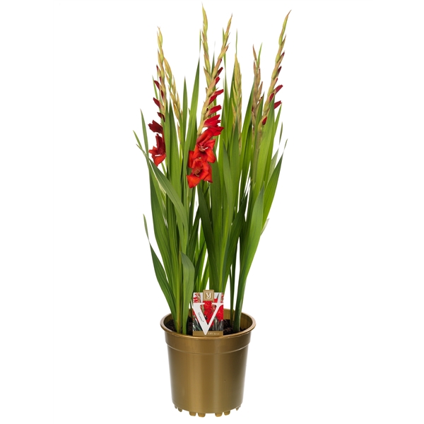 <h4>Gladiolus glamini paul</h4>