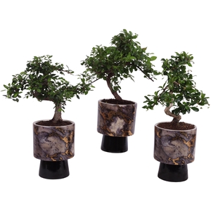 Bonsai Indoor Mix Ø12cm S-Shape in Ø 14cm Ceramic PL672
