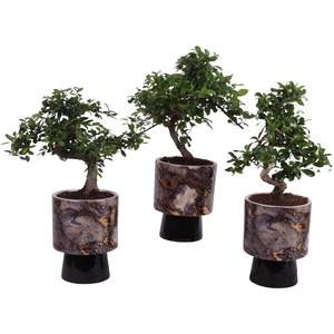 Bonsai Indoor Mix Ø12cm S-Shape in Ø 14cm Ceramic PL672