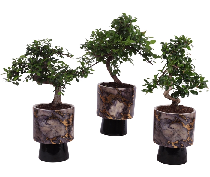 <h4>Bonsai Indoor Mix Ø12cm S-Shape in Ø 14cm Ceramic PL672</h4>