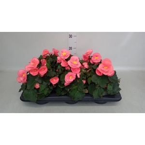 Begonia elat. HL 'Sunny Pink'