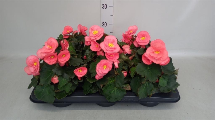 <h4>Begonia elat. HL 'Sunny Pink'</h4>