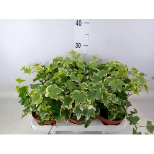 Hedera helix 'Tonny'