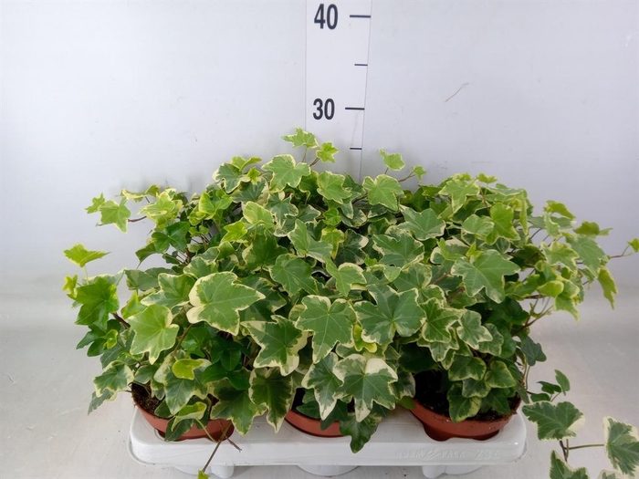 <h4>Hedera helix 'Tonny'</h4>