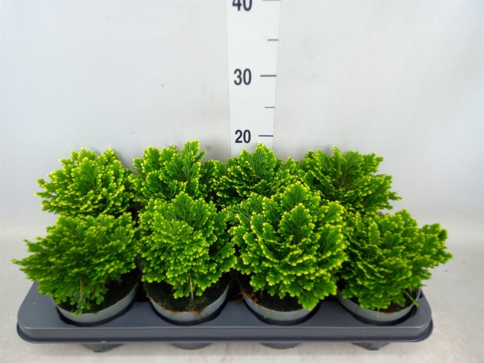 <h4>Selaginella martensii 'Jori'</h4>