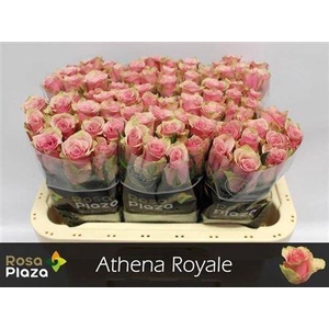 R Gr Athena Royale